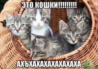 это кошки!!!!!!!!! ахъхахахахахахаха