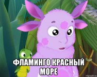  фламинго красный море