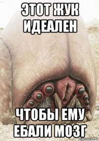 этот жук идеален чтобы ему ебали мозг