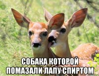 собака которой помазали лапу спиртом