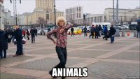  animals