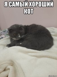 я самый хороший кот 
