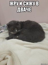 жру и сижу в дваче 