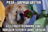 роза – царица цветов. о её существовании знает каждый человек даже чаушка