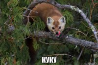  куку