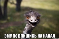  эму подпишись на канал