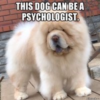 this dog can be a psychologist. 