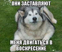 они заставляют меня двигаться в воскресение