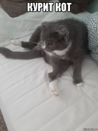 курит кот 