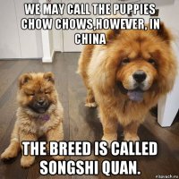 we may call the puppies chow chows,however, in china the breed is called songshi quan.