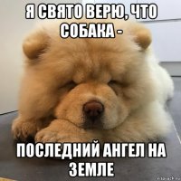 я свято верю, что собака - последний ангел на земле