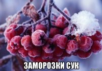  заморозки сук