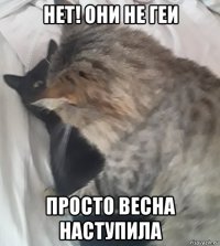 нет! они не геи просто весна наступила