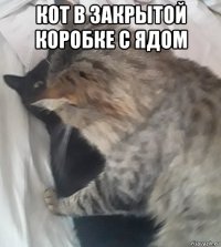 кот в закрытой коробке с ядом 