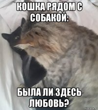 кошка рядом с собакой: была ли здесь любовь?