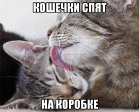 кошечки спят на коробке