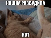 кошка разбудила кот