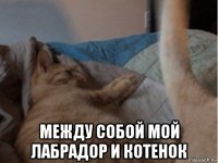  между собой мой лабрадор и котенок
