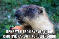  привет! я твой бурундучок! смотри, какой я хорошенький!