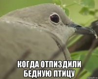  когда отпиздили бедную птицу