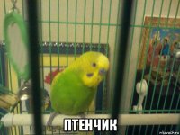  птенчик