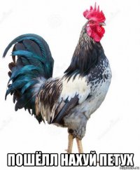  пошёлл нахуй петух