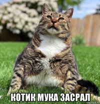  котик мука засрал