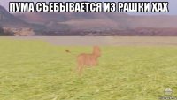 пума съебывается из рашки хах 