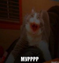  мурррр