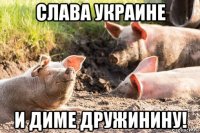 слава украине и диме дружинину!
