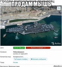продам мышь 