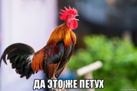 да это же петух