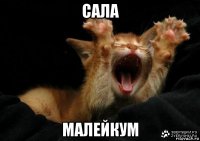 сала малейкум