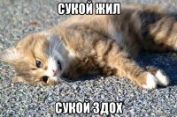 сукой жил сукой здох