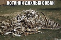 останки дохлых собак 