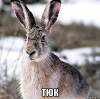  тюк