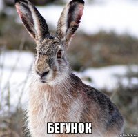  бегунок