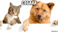 собака 