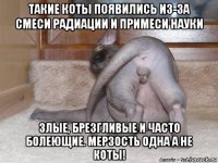 такие коты появились из-за смеси радиации и примеси науки злые, брезгливые и часто болеющие. мерзость одна а не коты!