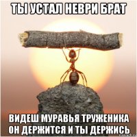 ты устал неври брат видеш муравья труженика он держится и ты держись