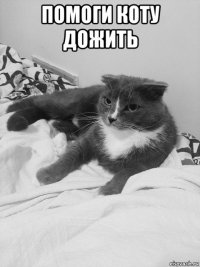 помоги коту дожить 