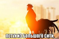  петух из большого сити
