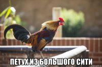  петух из большого сити