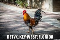  петух, key west, florida