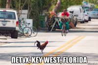  петух, key west, florida
