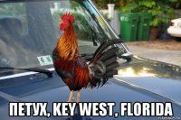  петух, key west, florida