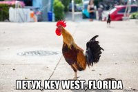  петух, key west, florida