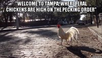 "welcome to tampa, where feral chickens are high on the pecking order" 