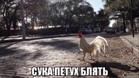 сука петух блять