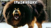грызи кошку! 